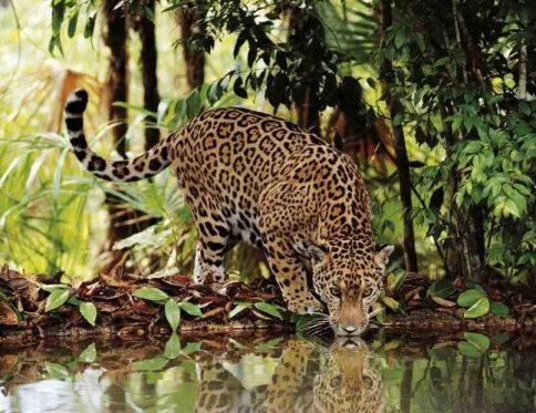 Puzzle 2000 el. Leopard Clementoni 32537
